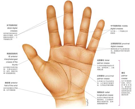 手指纹路|手相图解：手掌的“五大纹路”